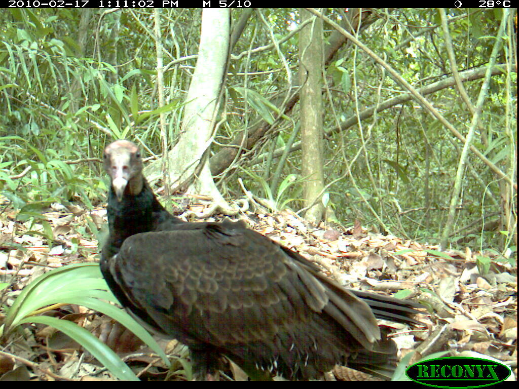 Turkey Vulture This Turkey Vulture, Cathartes aura, was ph… Flickr