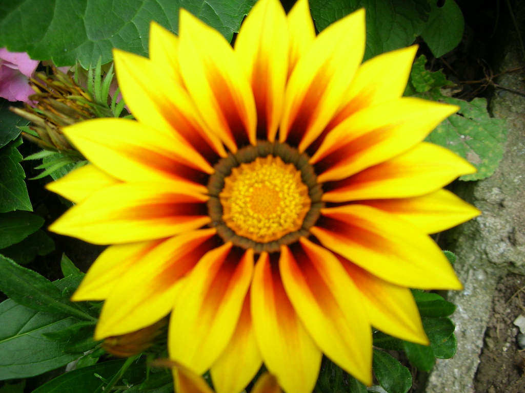 Bella di giorno Cinzia B. Flickr