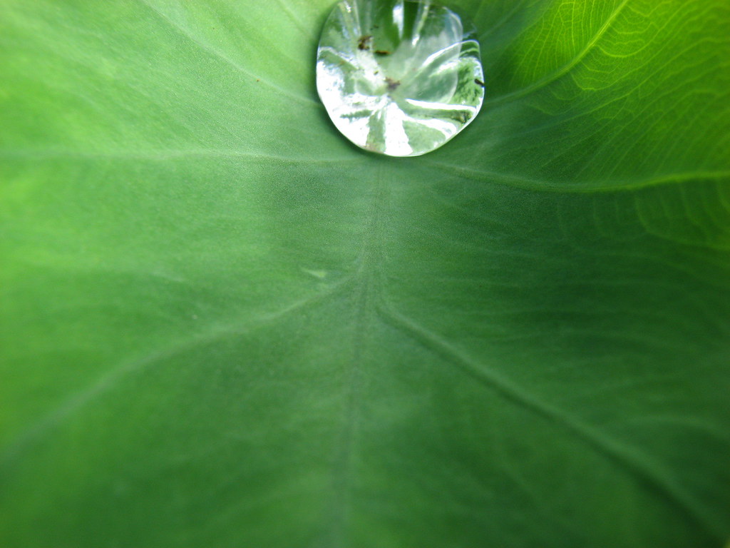 Menakjubkan 28+ Gambar Wallpaper Daun Air Joen Wallpaper