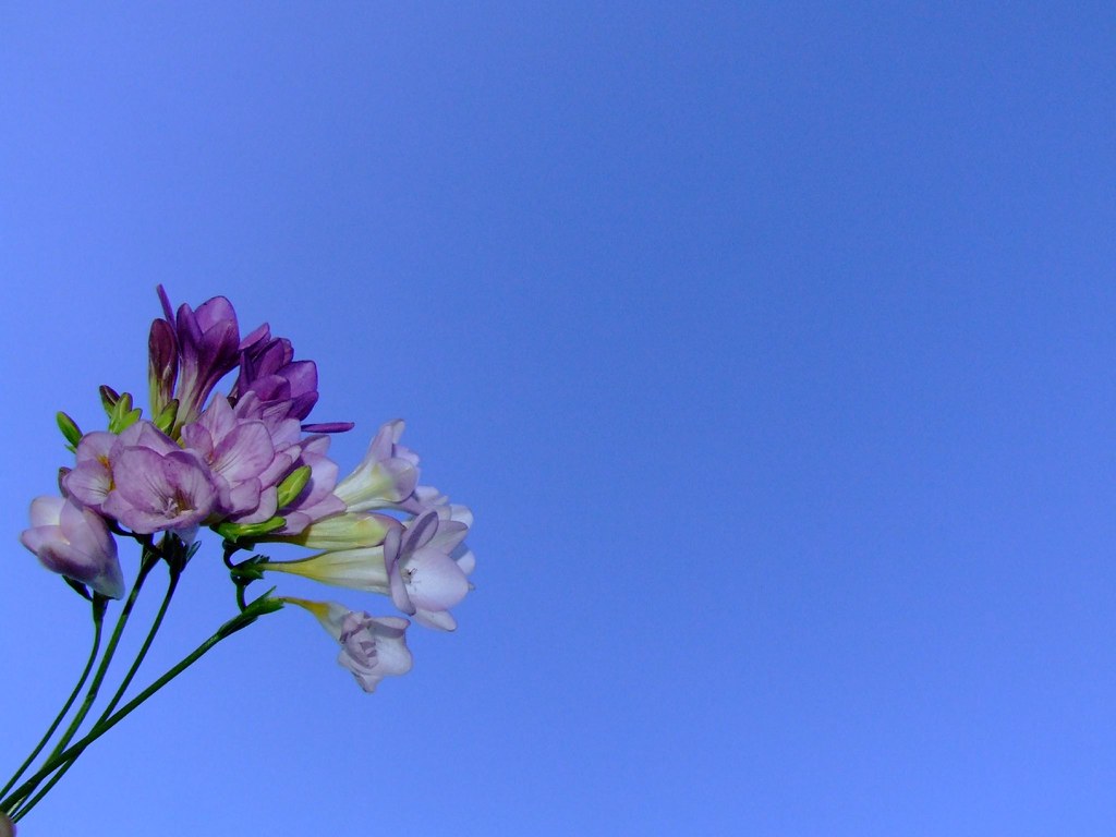 Spring flowers against blue sky background a photo on Flickriver