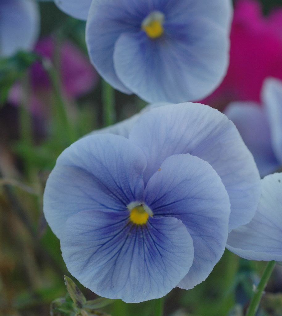 Spring Flowers Seattle Photo Chic Flickr