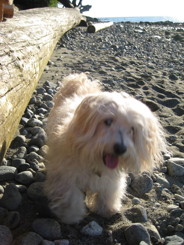 Spanish_Banks_July2007 002 a photo on Flickriver