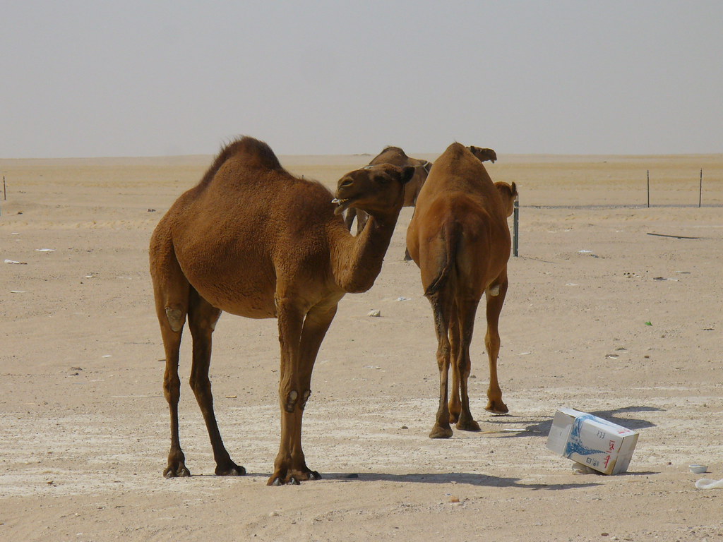 brown camels william_haller2001 Flickr
