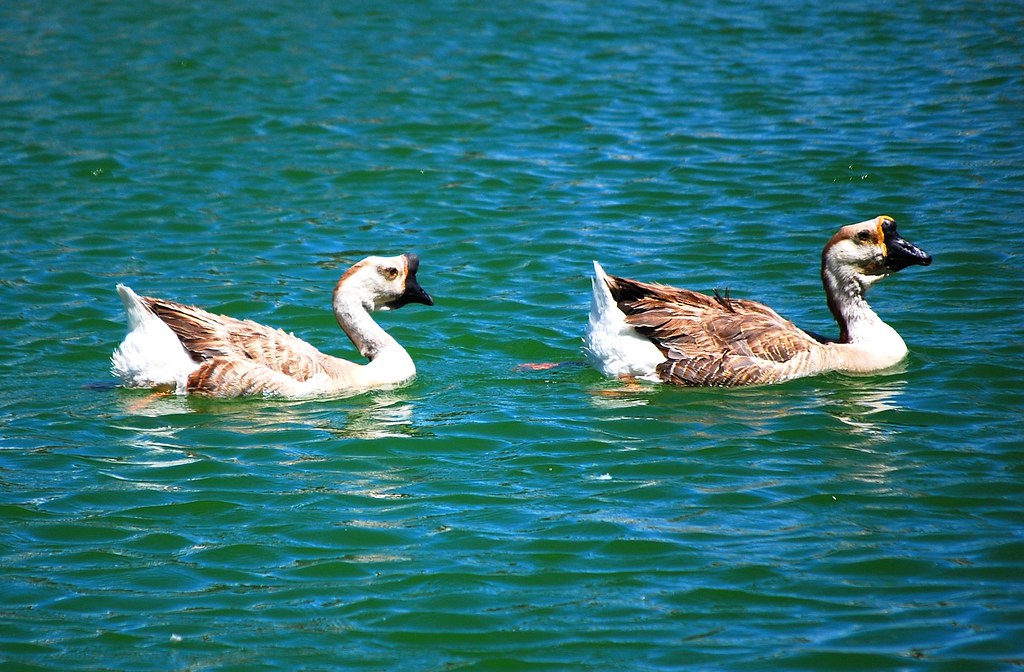 Sunset Park, Las Vegas, NV Sunset Park Photo Tomas Del Co… Flickr