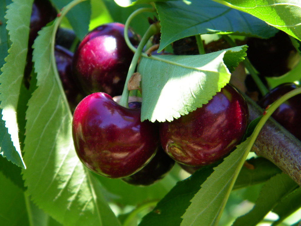 Bing Cherries on the Tree At Lopez Ranch, Brentwood, CA Flickr