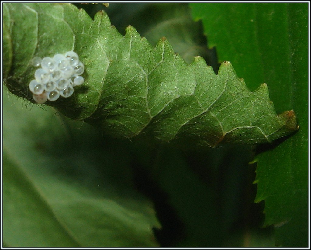 Eggs on a Cherry Leaf I spotted these tiny eggs on the bac… Flickr