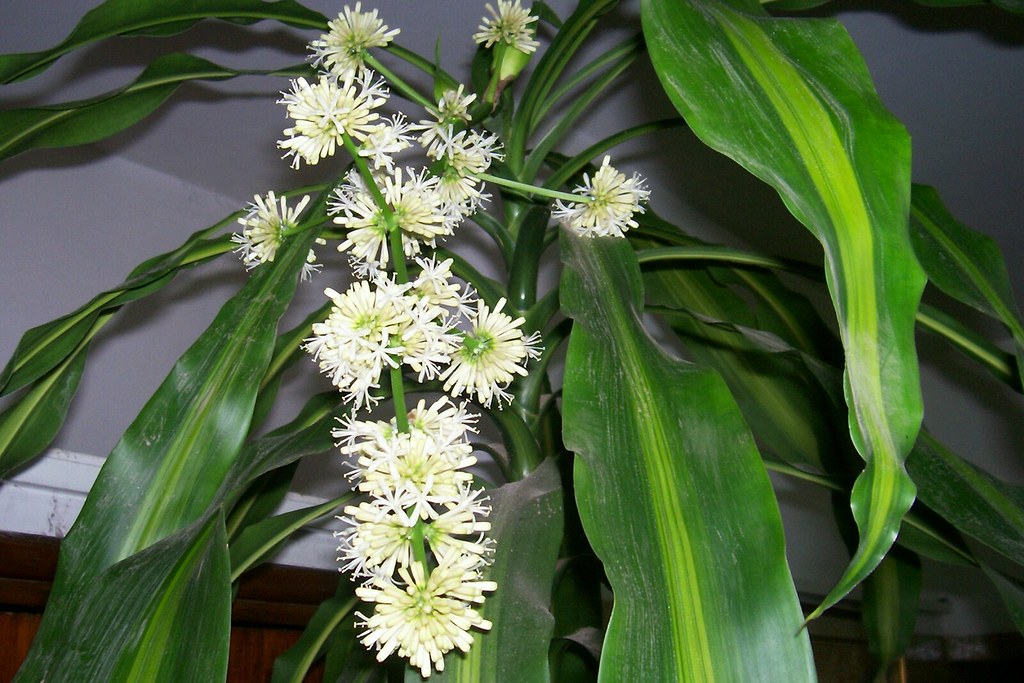 Dracaena fragans Palo de agua en flor. Según los expertos … Flickr