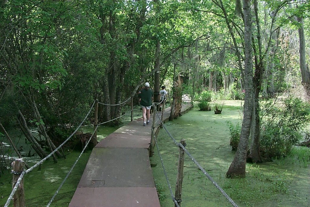 Swamp walk A few pictures from a swampwalk we took around… Flickr