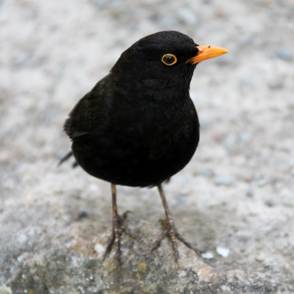 Blackbird Botanical Gardens, Christchurch, New Zealand Small Flickr