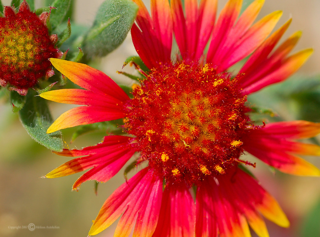 Texas Indian Blanket Flower Another wild flower from Texas… Flickr