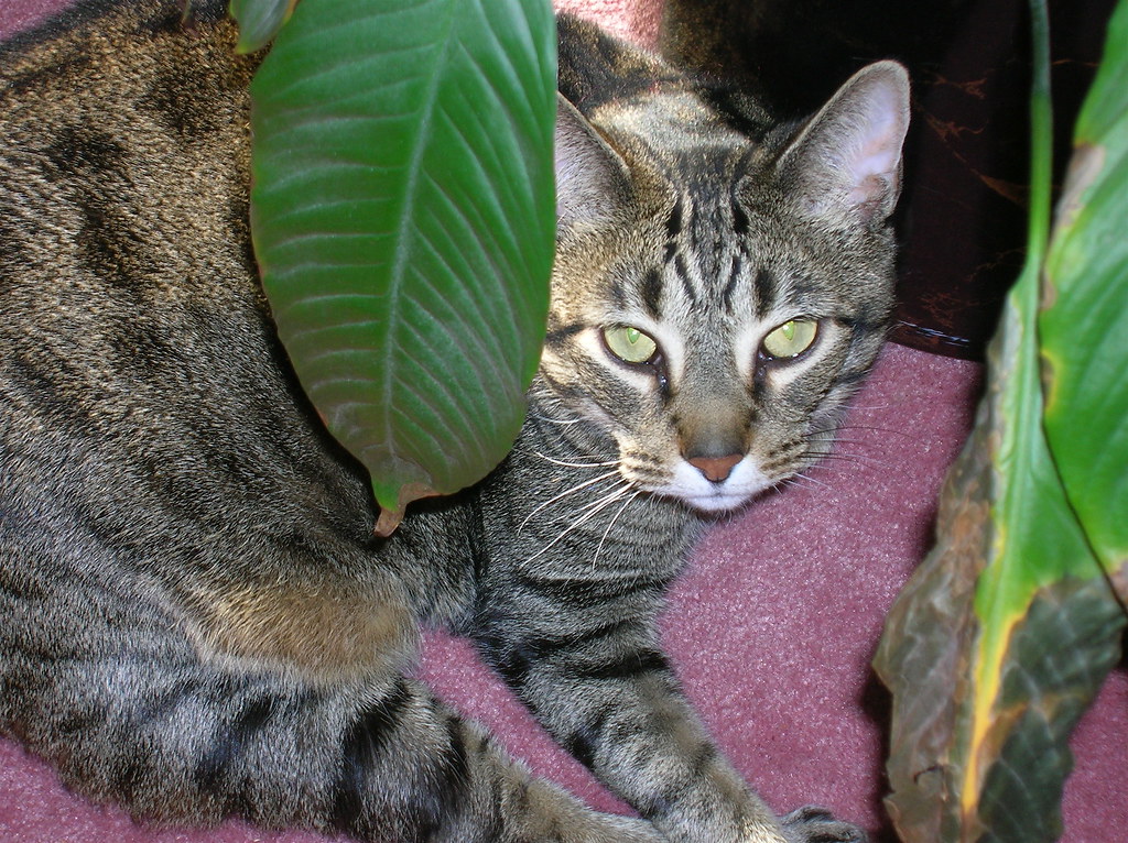 Sometimes Socrates thinks he's a jungle cat At least that… Flickr