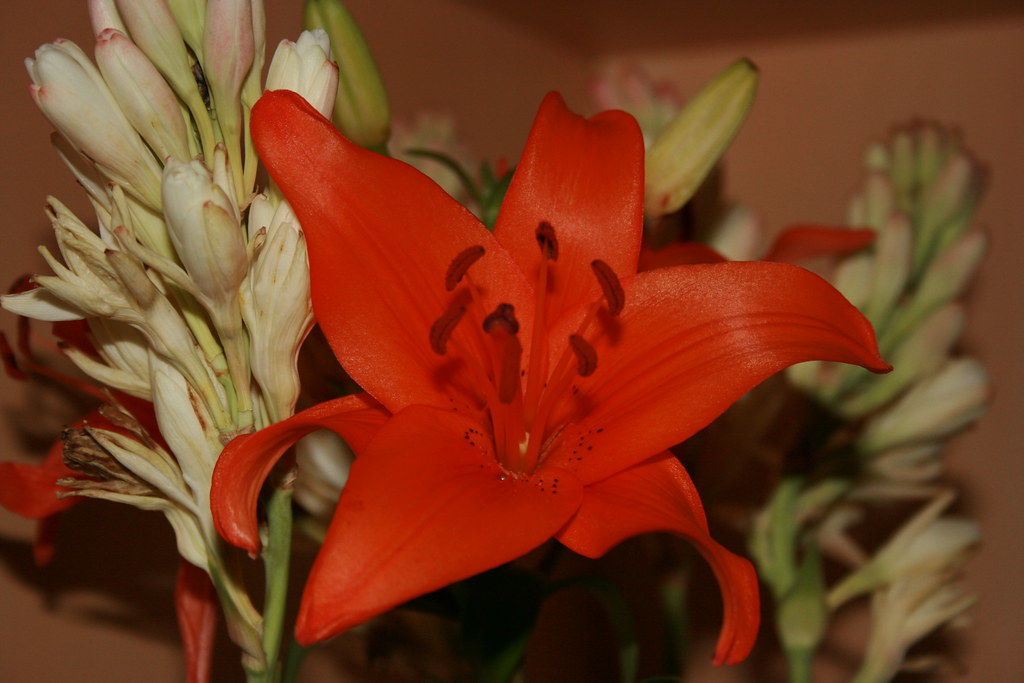 Orchid Lilies home These flowers were kept in our vase i… Flickr