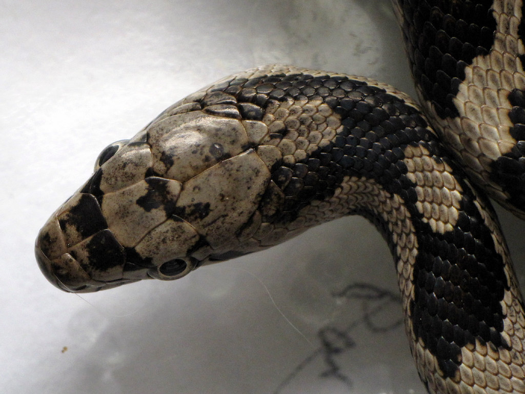 Rat Snake Head This little rat snake found its way into