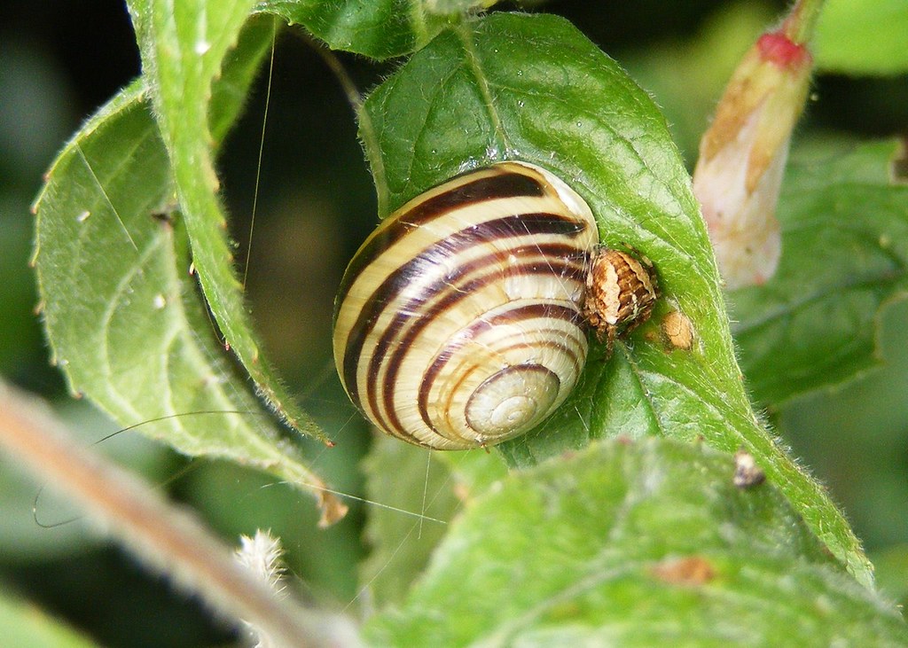 Getting Friendly Can spiders eat snails? This one certainl… Flickr
