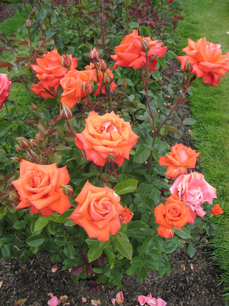 'Liverpool Remembers' rose A shapely plant. fuzzyjay Flickr