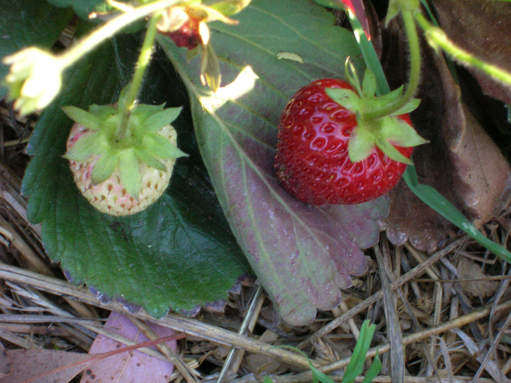 strawberries_20070806_2.jpg Carolyn Jewel Flickr
