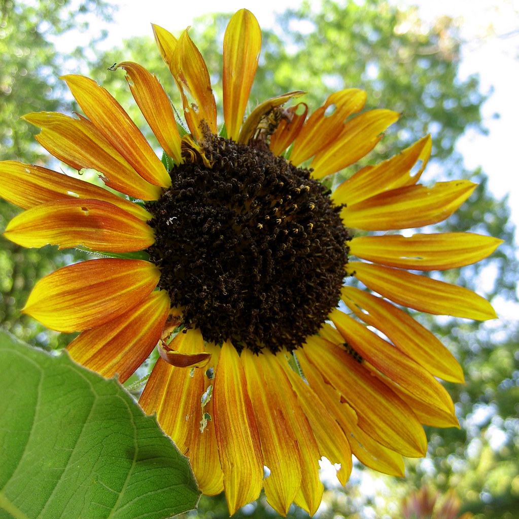 fading sunflower meanlouise Flickr