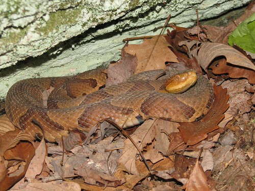 Northern Copperhead Northern Copperhead (Agkistrodon conto… Flickr