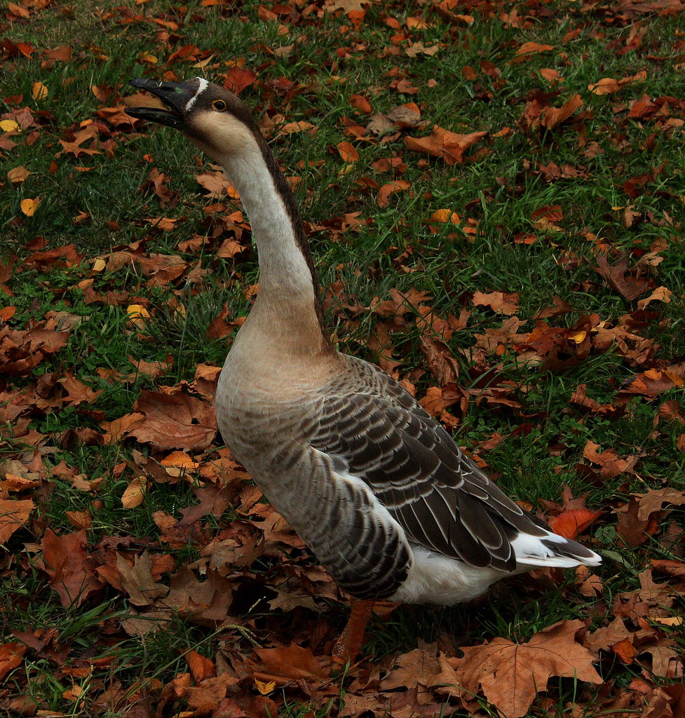 True meaning of a "hissy fit" Sally Flickr