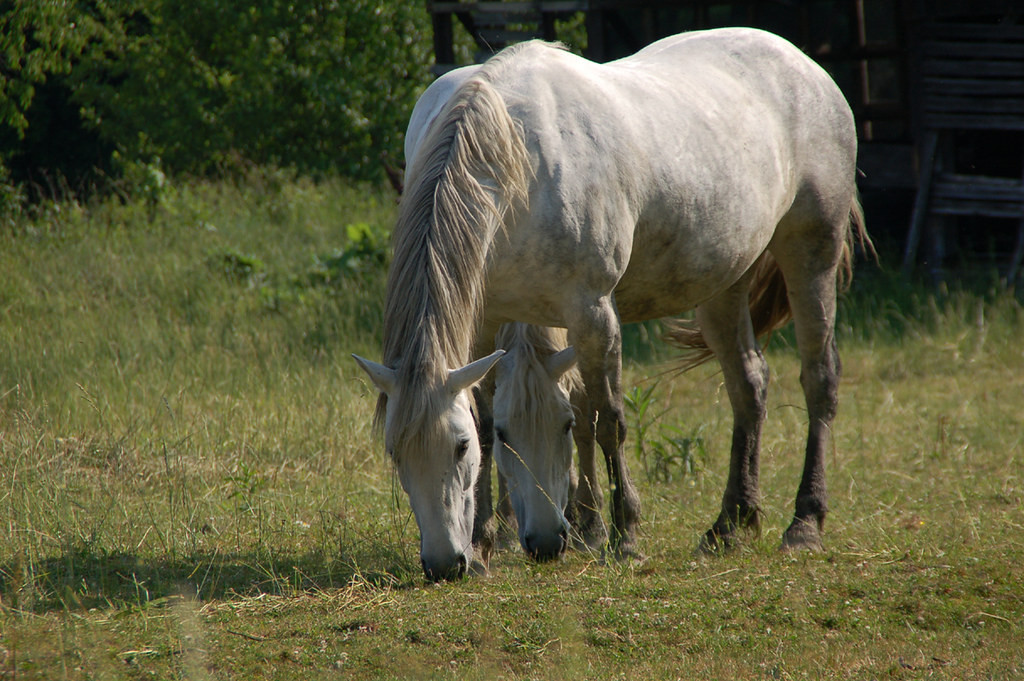 2 headed horse... lol Duane Carper Flickr