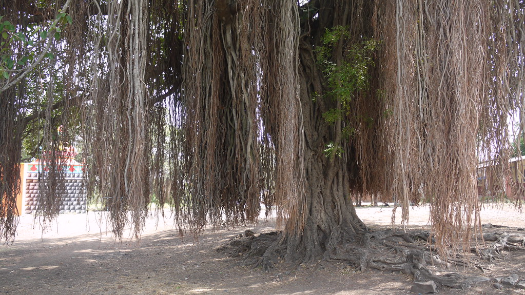 Ficus benghalensis L. The banyan tree (bargad, Hindi बरगद… Flickr