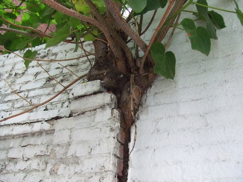 Tree growing through wall Karin Dalziel Flickr