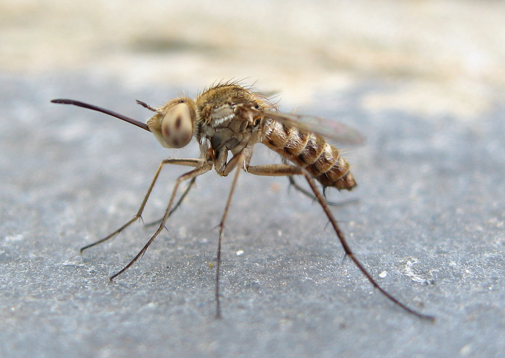 Mosquito ? Saw this last week in Corfu Greece, I thought i… Flickr