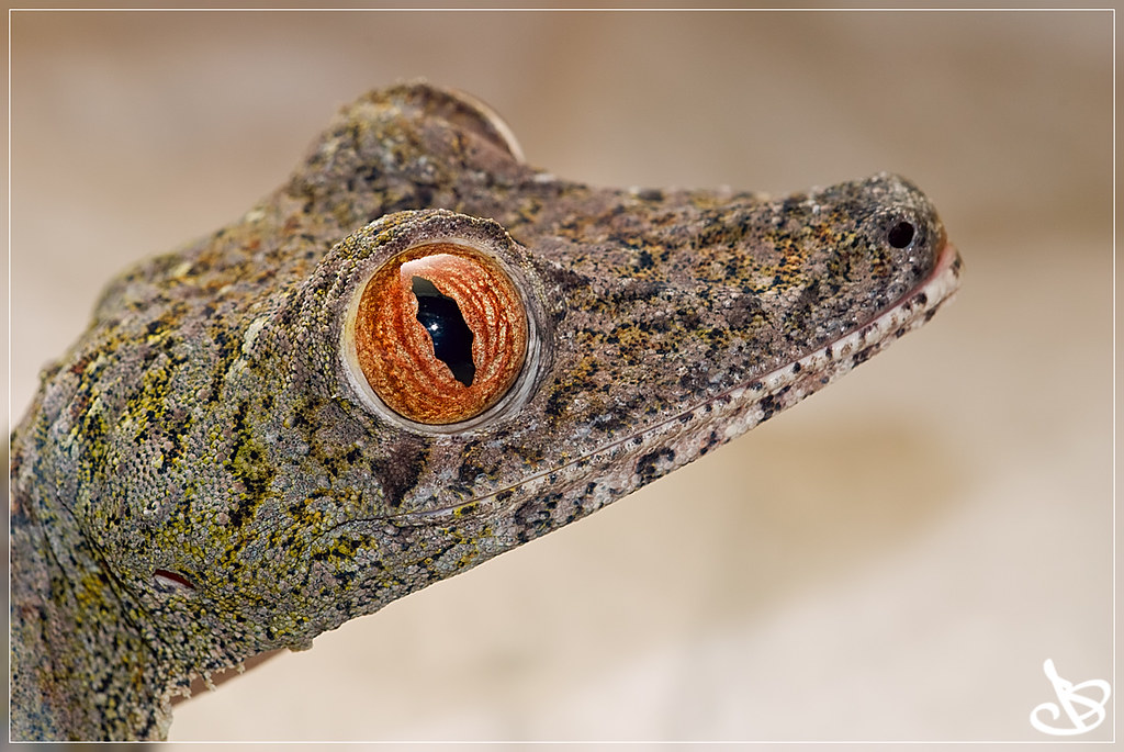 Henkel's Leaftailed Gecko Brian D Flickr