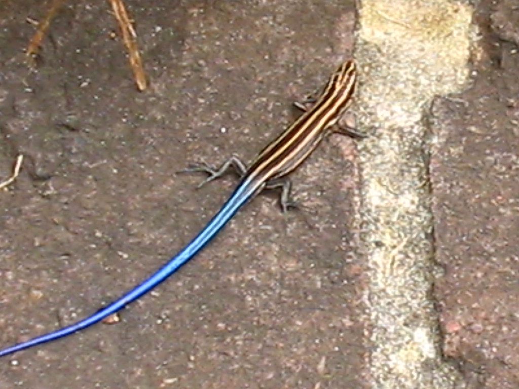 salamander,blue tail Vee Flickr