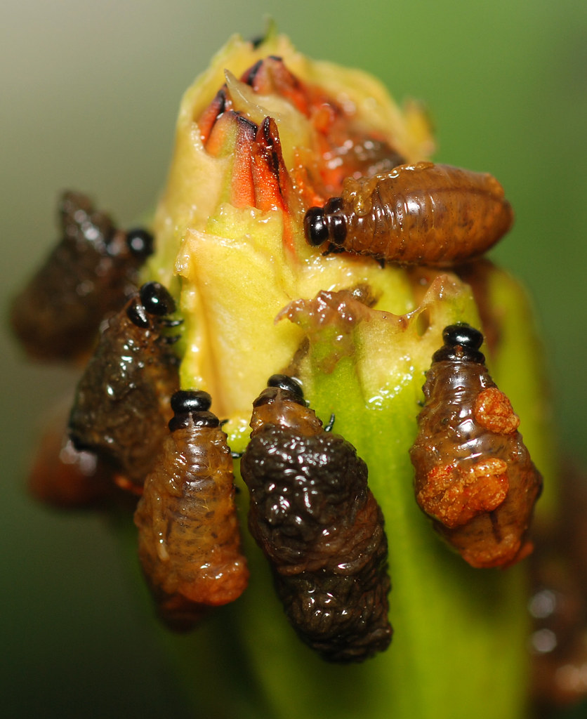 lily leaf beetle larvae 5 mm long. Devouring bud of orange… Flickr