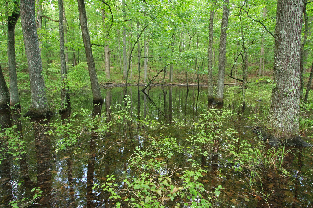 Flickriver Photoset 'Swamps and Wetlands, Alabama' by Alan Cressler
