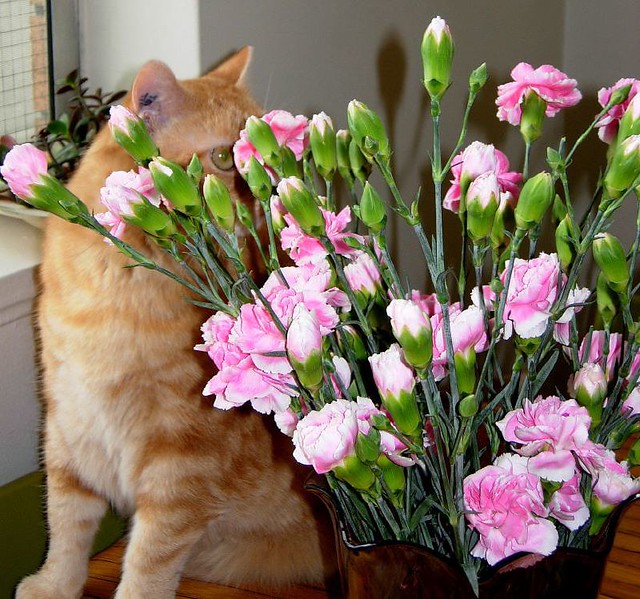 Puffs Flowers Once a month Puff gets flowers. Usually it i… Flickr