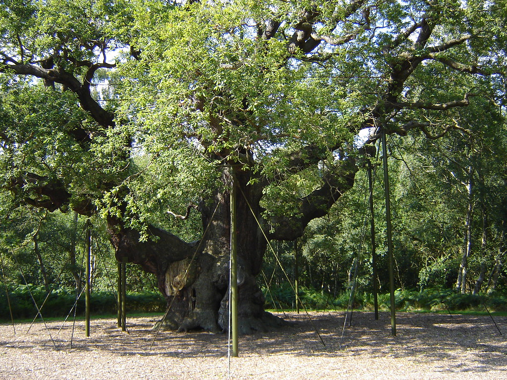 The Great Oak The Great Oak Tree in Sherwood Forest outsid… Flickr