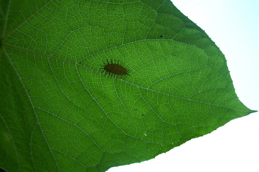 Leaf and Bug 070707 Jena Fuller Flickr