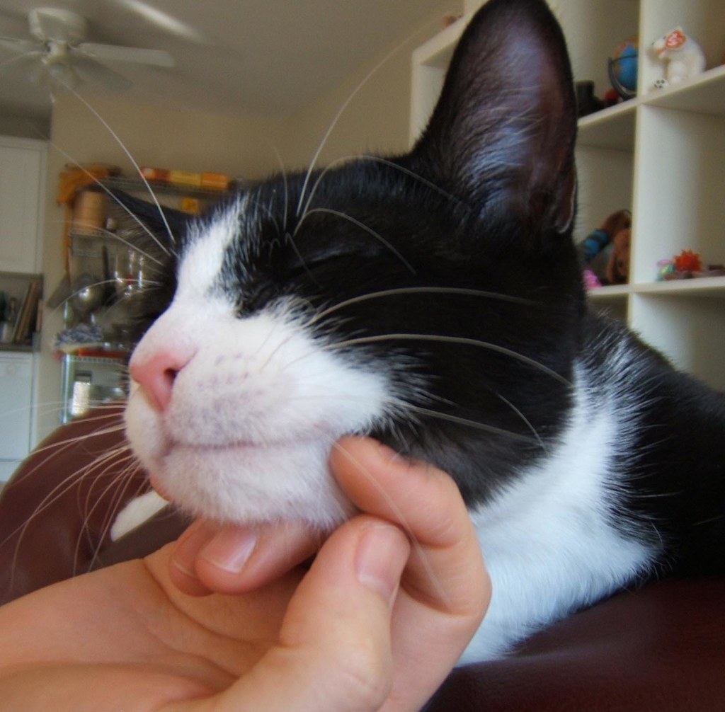 chinrubs Kitty chin rubs. psychicgypsy Flickr
