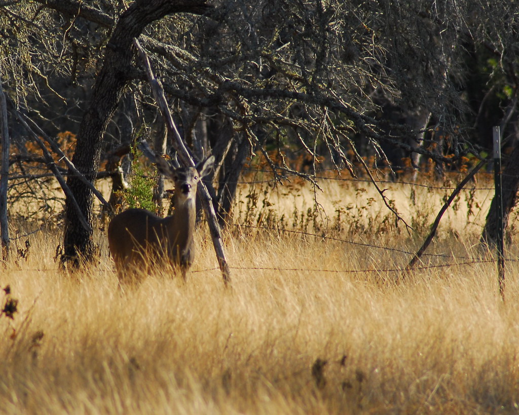 deer hunting day2 (1) M&R Glasgow Flickr