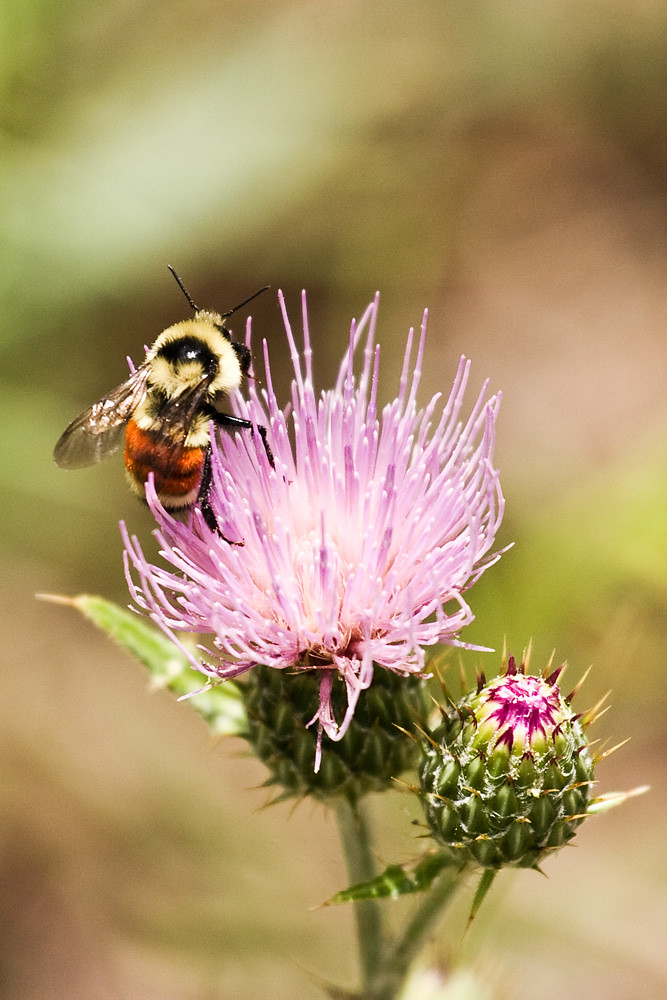 Utah Honey Bee and Thistle Visitors center parking lot. Br… Flickr