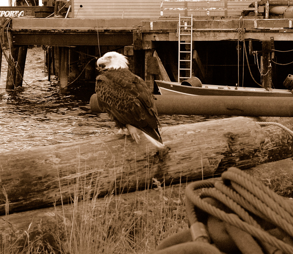 eagle I saw a whole group of bald eagles in Dutch Harbor