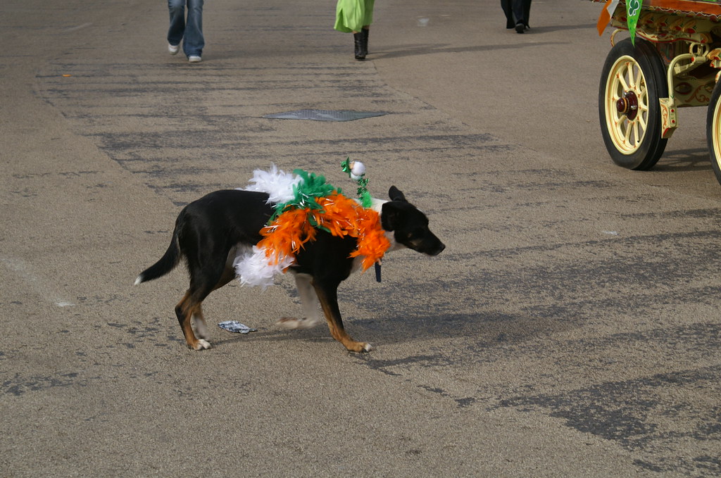 St Patrick's Day Parade 2007 Dressed up like a Dog's Di… Flickr