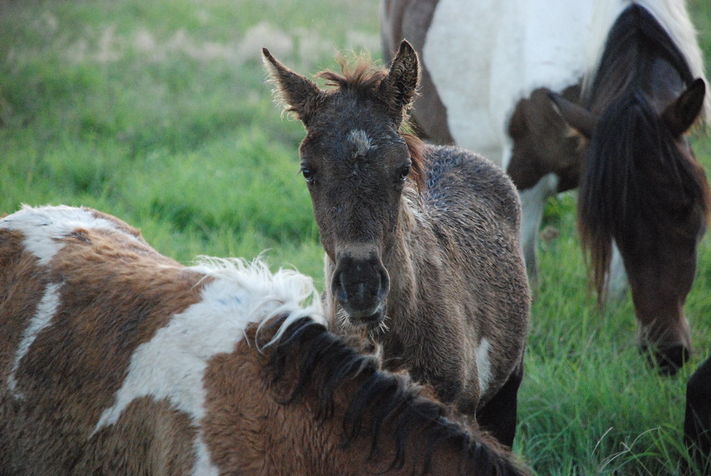 Chincoteague Foal for Sale Liz Spikol Flickr