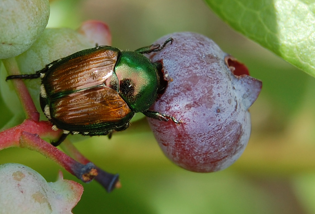 DSC_0047_b Japanese beetle on blueberry P. Daniel Ulichney Flickr