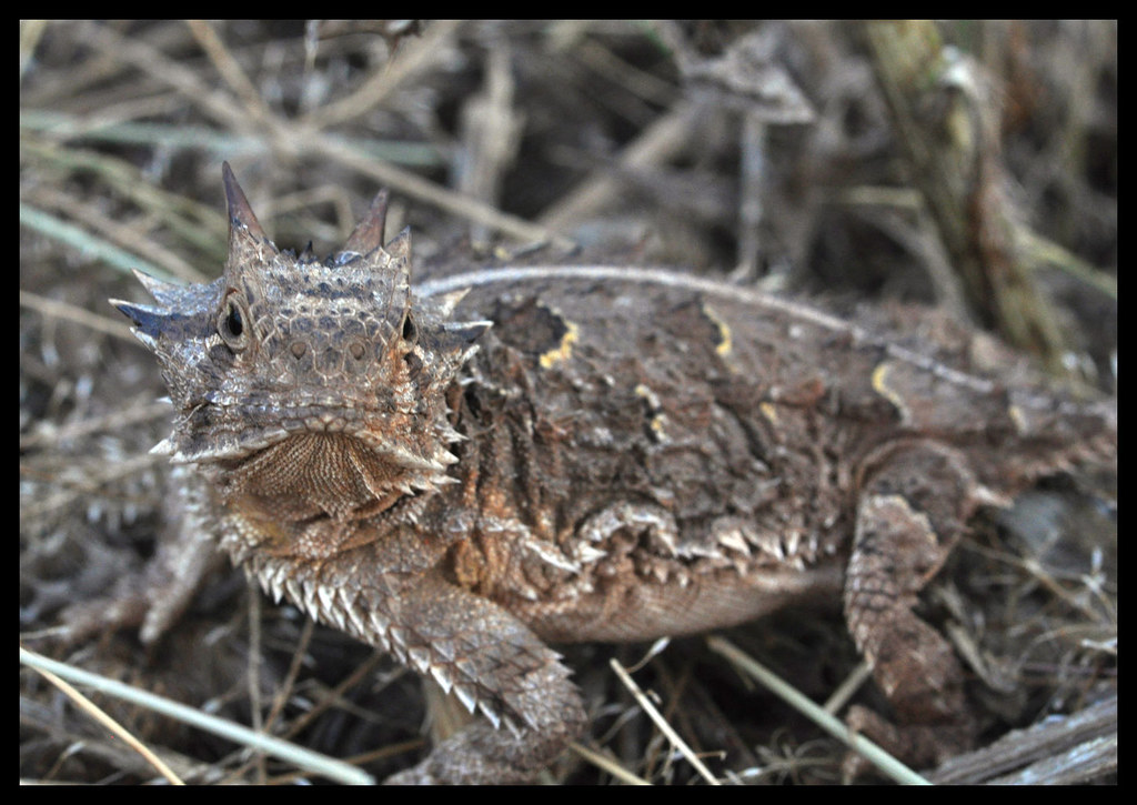 Texas Horney Toad You lookin' at me?! Texas Horney Toad … Flickr