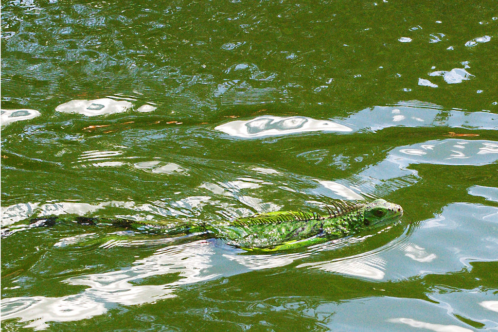 Swimming Iguana An iguana swimming in the flamingo pond
