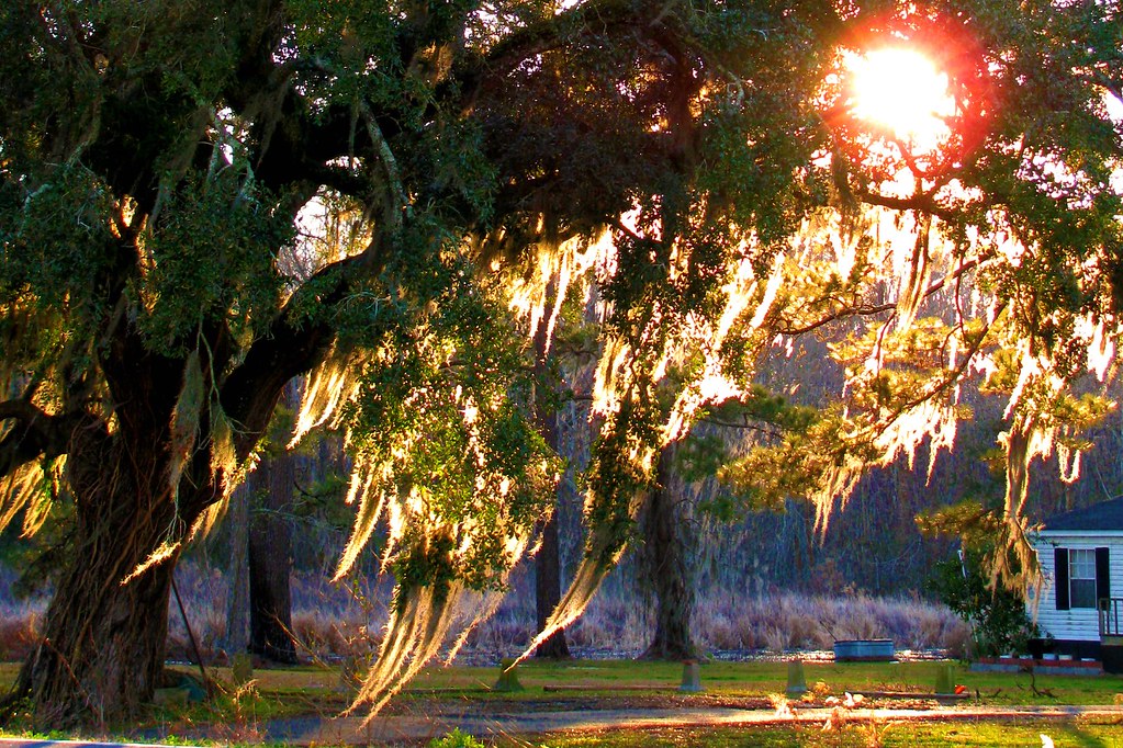 sunset in the oaks St. Amant, Louisiana Julie Alicea Flickr