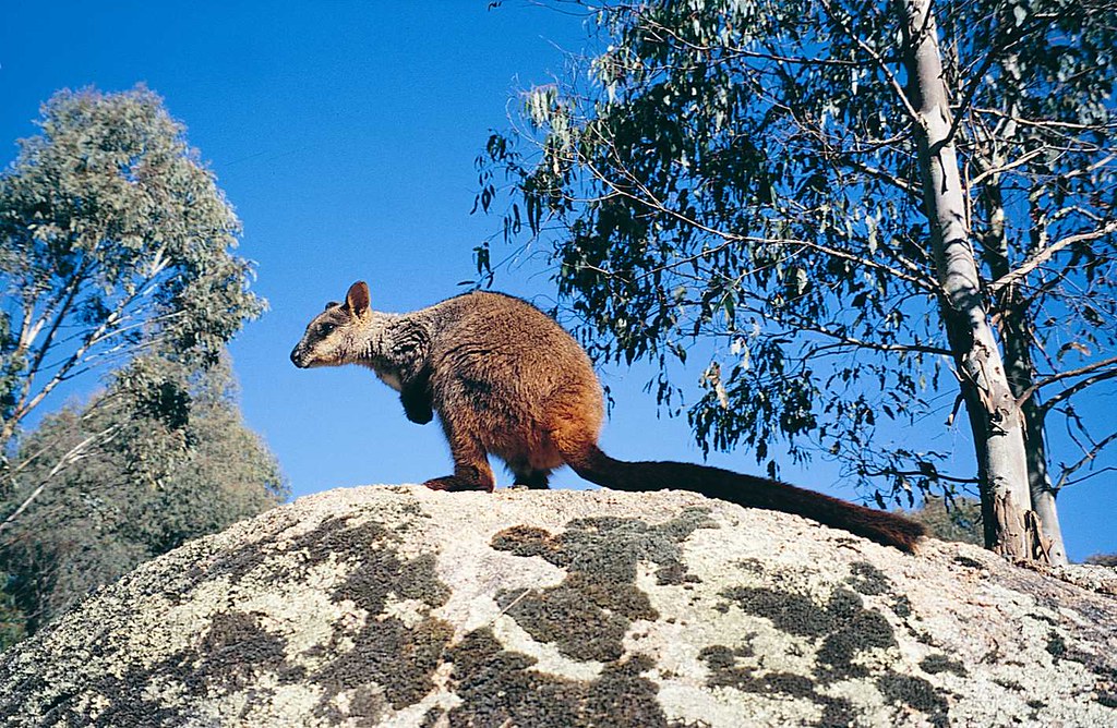 Brushtailed Rock Wallaby One of the many endangered speci… Flickr
