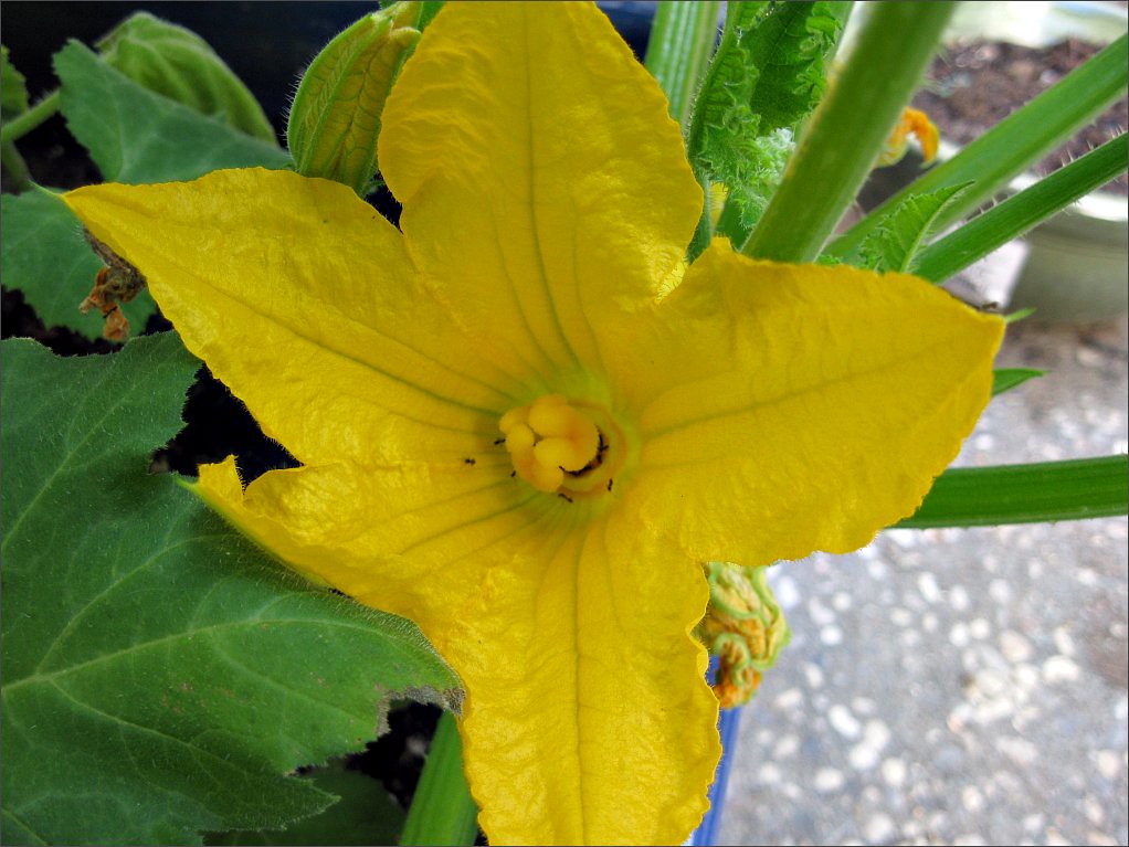 Squash Blossom, with ants I think these ants were drinking… Flickr