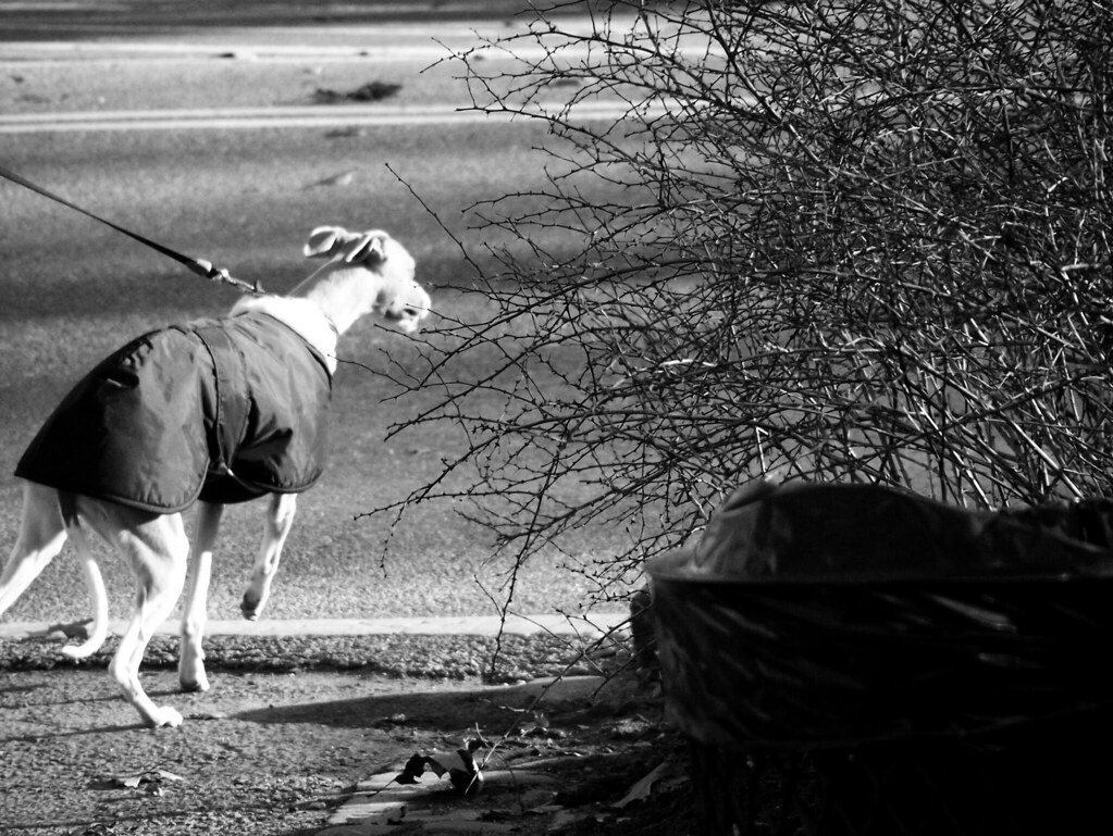 Dog on a Leash Central Park jesiehart Flickr