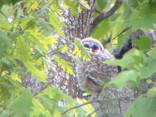 Pic 1 Baby Barred Owl through binoculars For 2 years in … Flickr