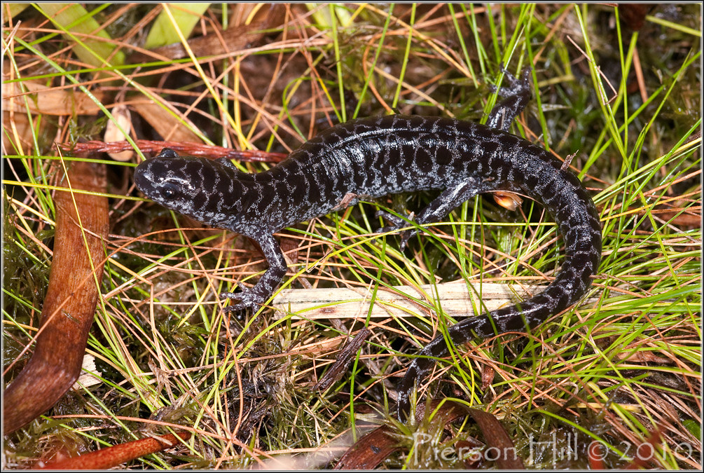 Reticulated Flatwoods Salamander (Ambystoma Flickr