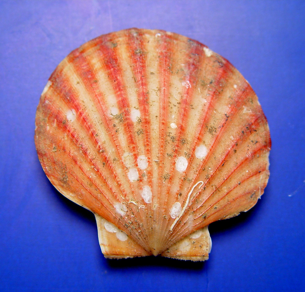 fish4524 Bay scallop ( Argopecten irradians ). Gulf of Mex… Flickr